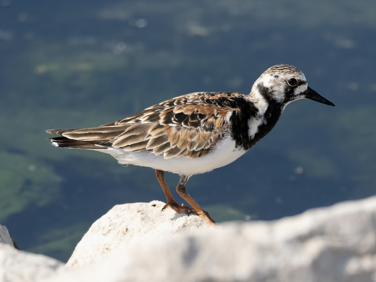 Ruddy Turnstone - ML579482421