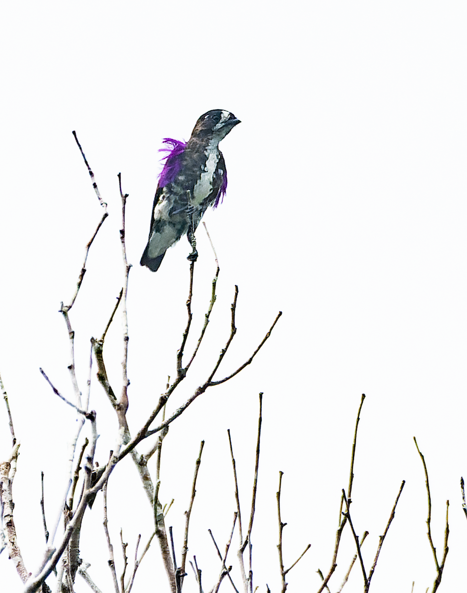 White-browed Purpletuft - ML579483151