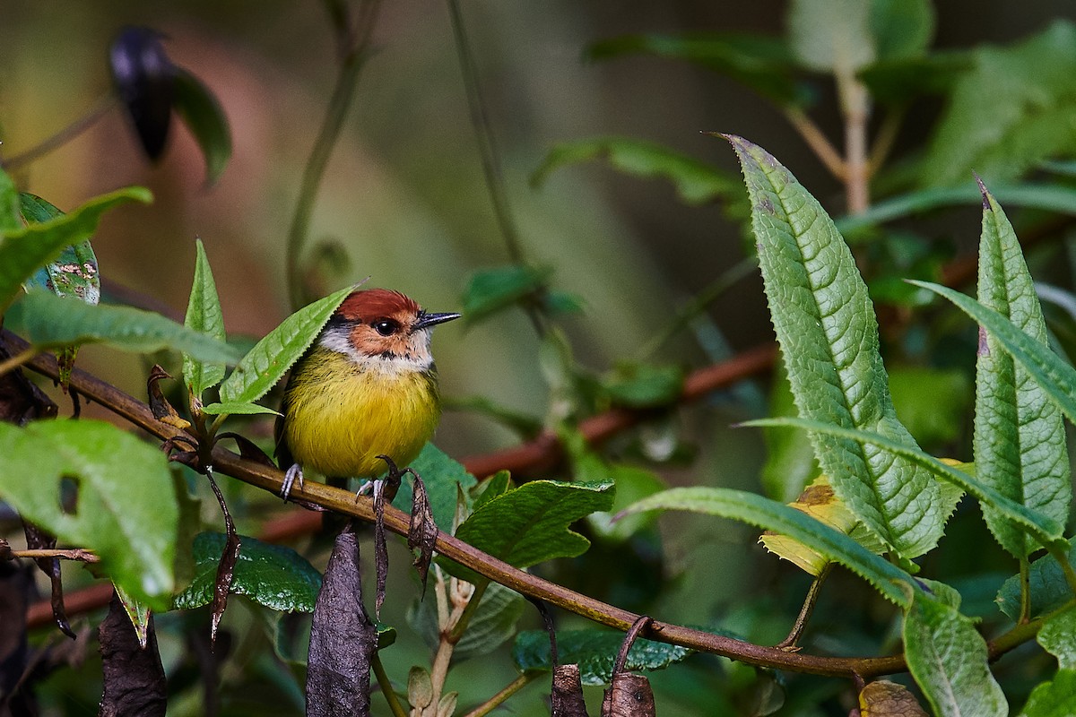 Rufous-crowned Tody-Flycatcher - ML579483781