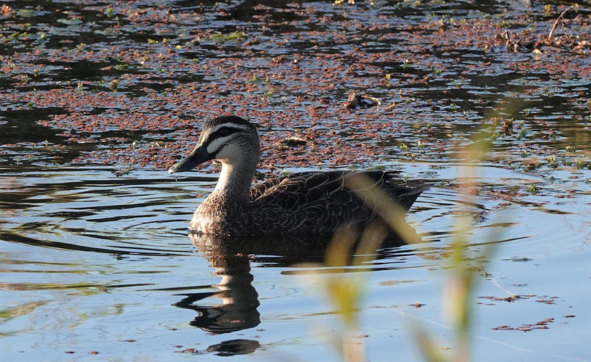 Pacific Black Duck - ML579483821