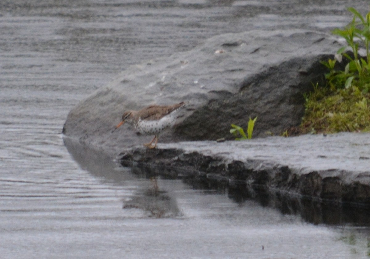 Spotted Sandpiper - ML57948451