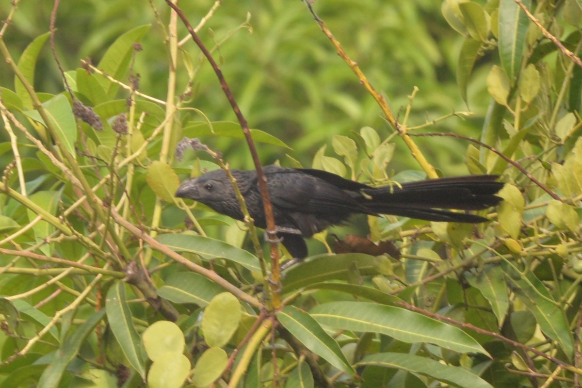 Groove-billed Ani - ML579484811