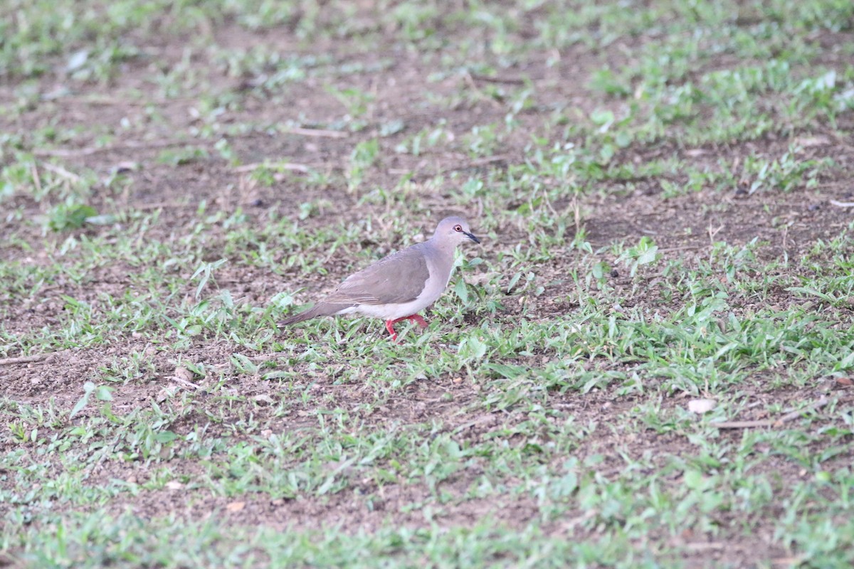 White-tipped Dove - ML579485601