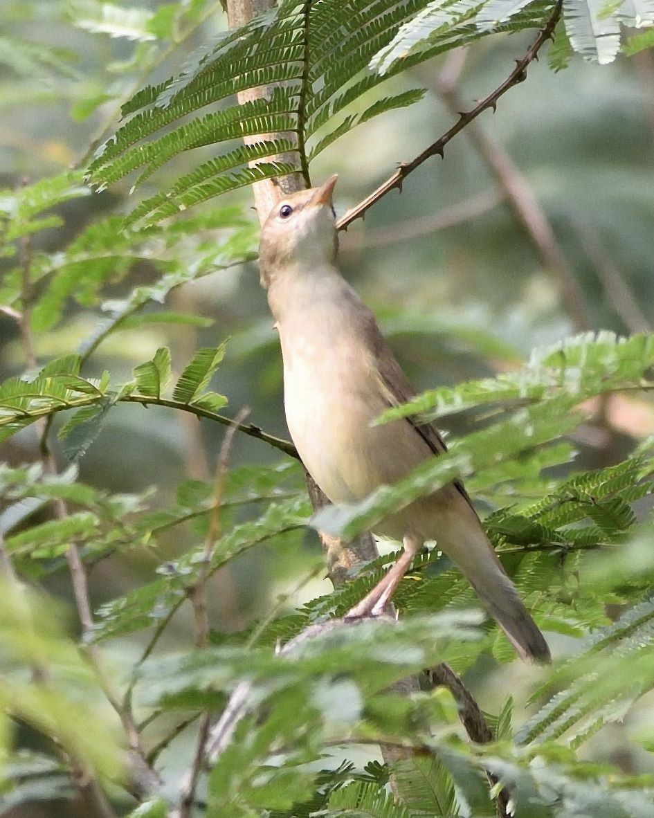 Sykes's Warbler - ML579486631