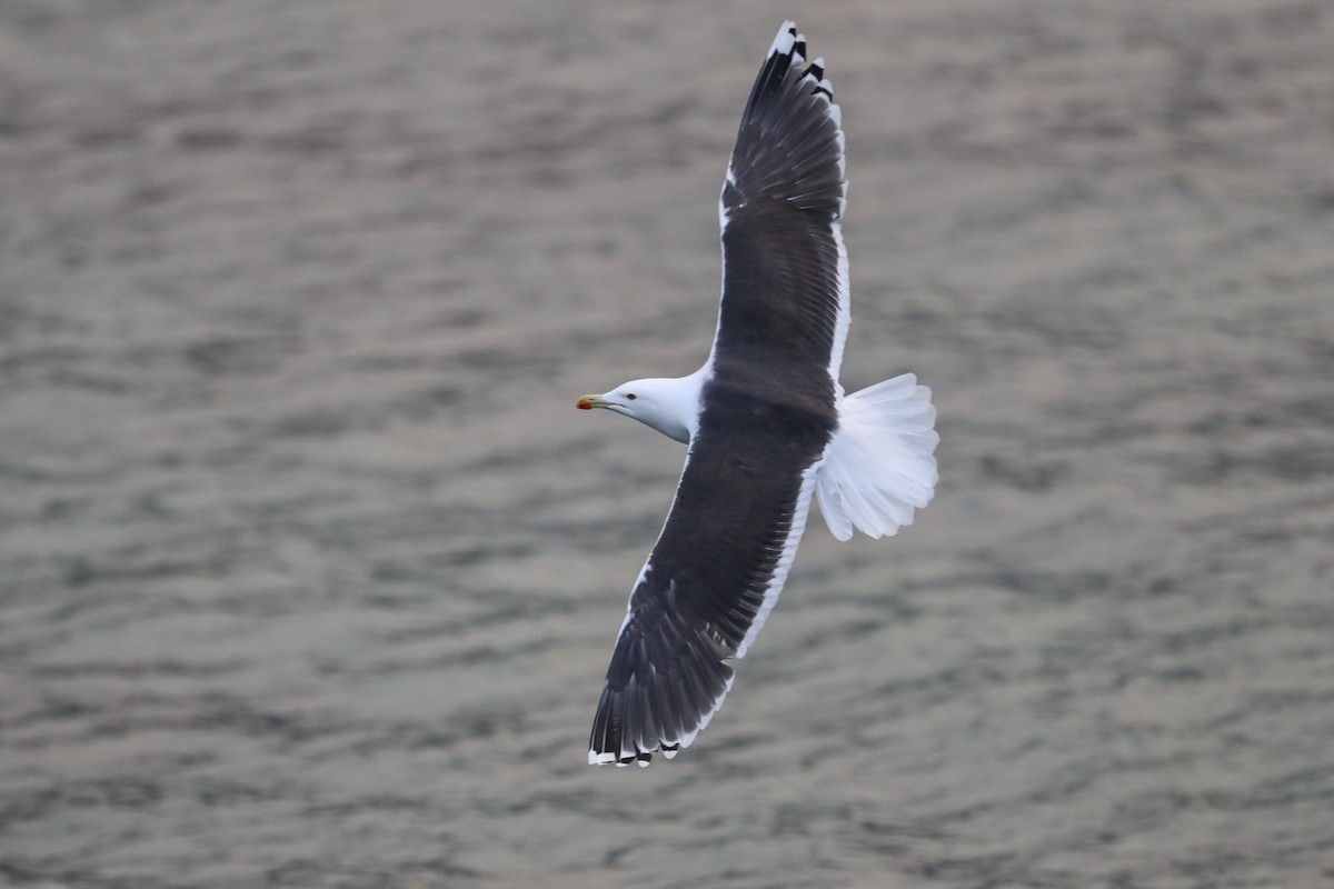 Great Black-backed Gull - ML579486861