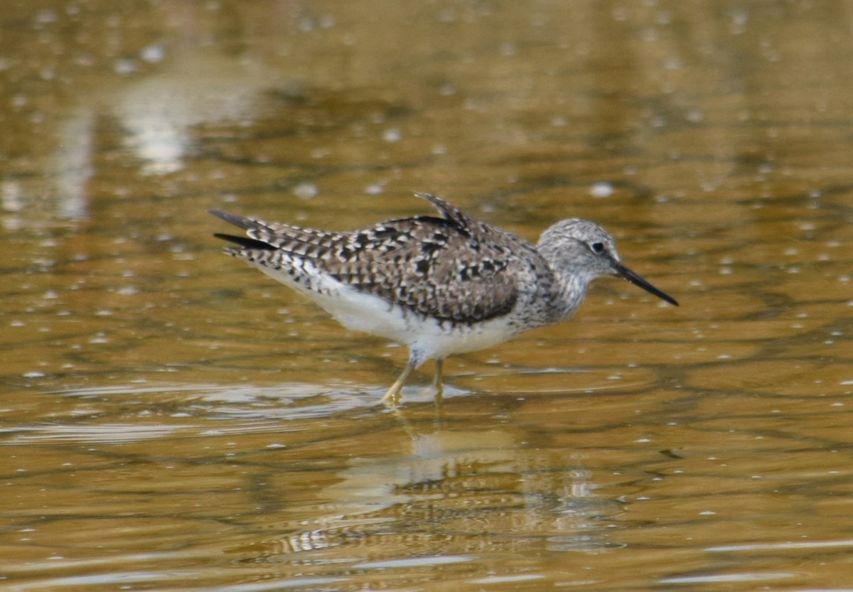 Lesser Yellowlegs - Nestor Herrera