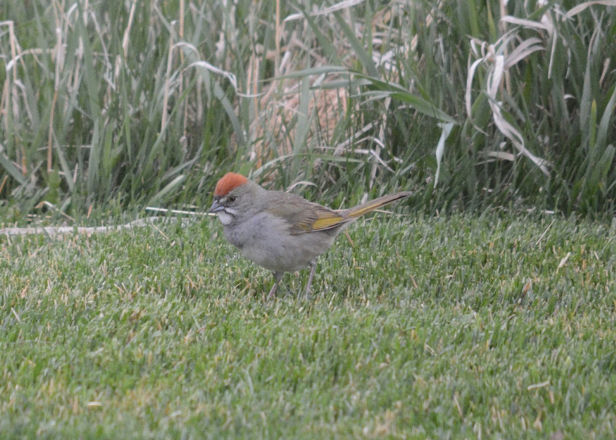 Green-tailed Towhee - ML57948781