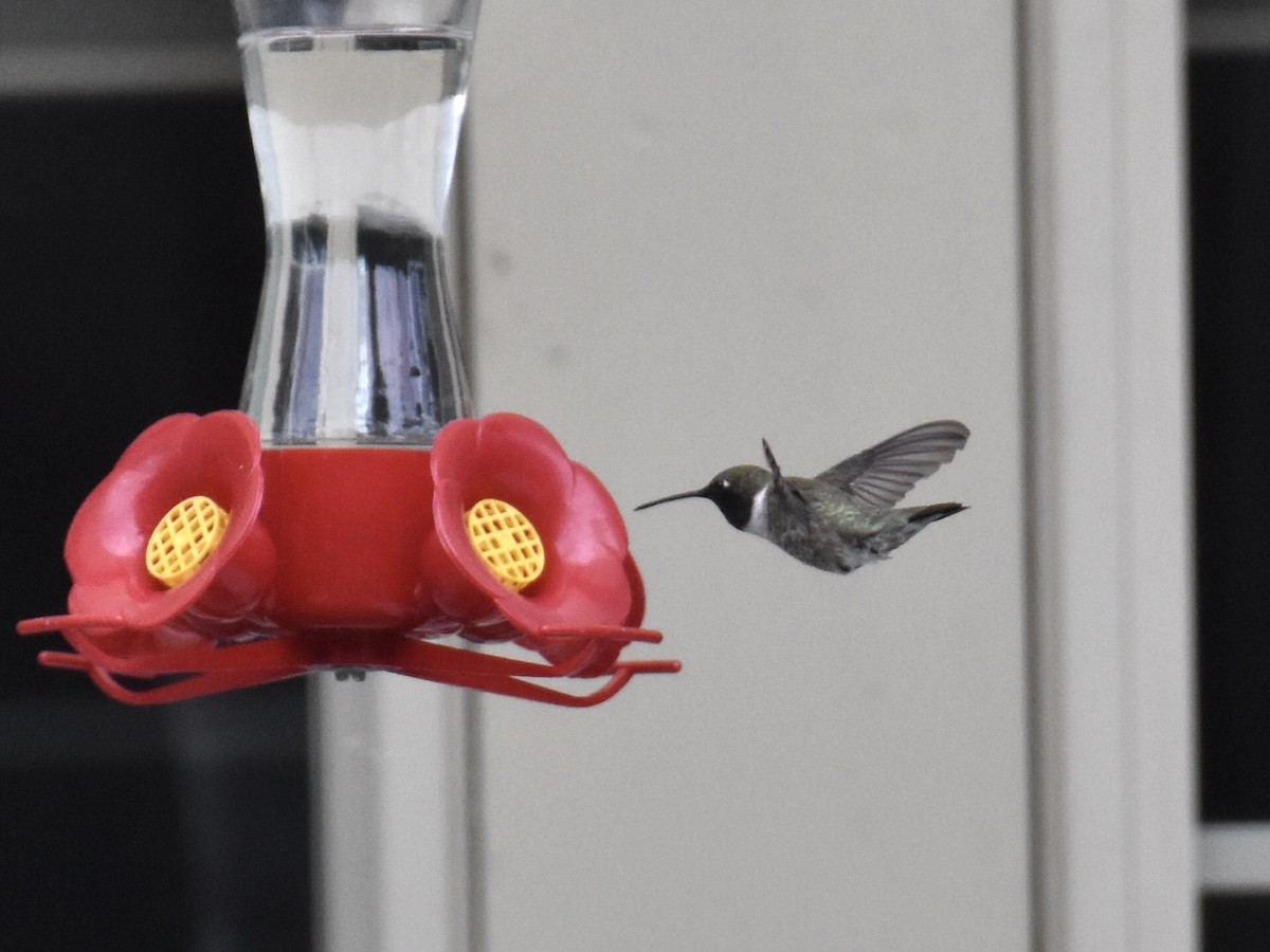 Black-chinned Hummingbird - ML579488261