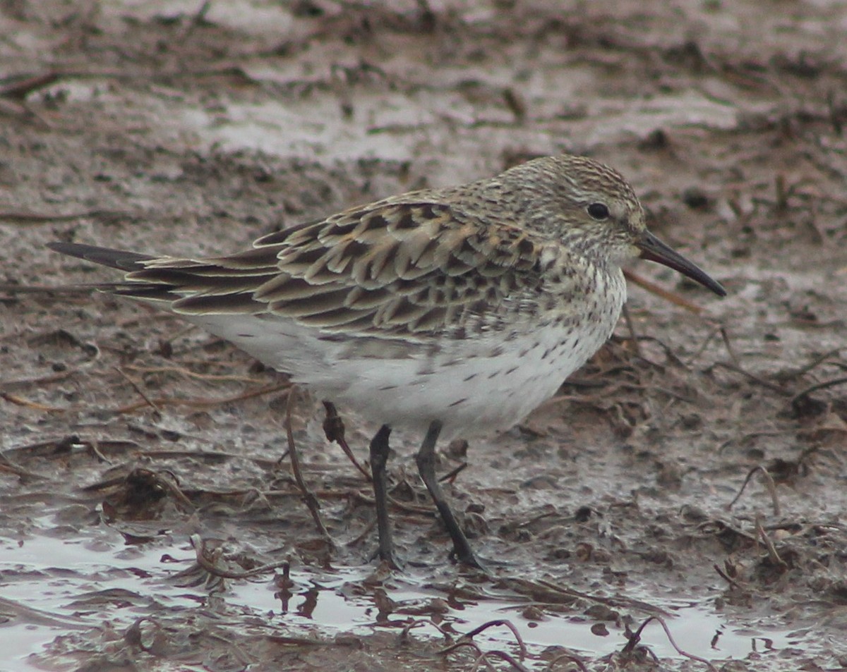 White-rumped Sandpiper - Anna Nesterovich