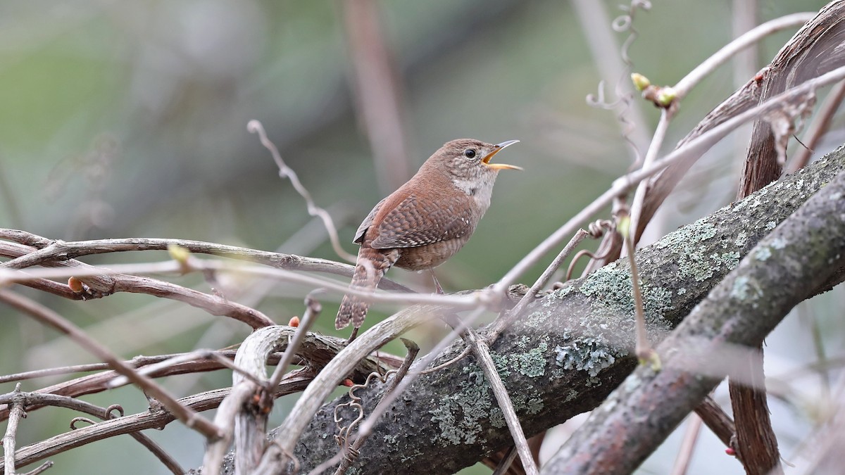 House Wren - ML57948891