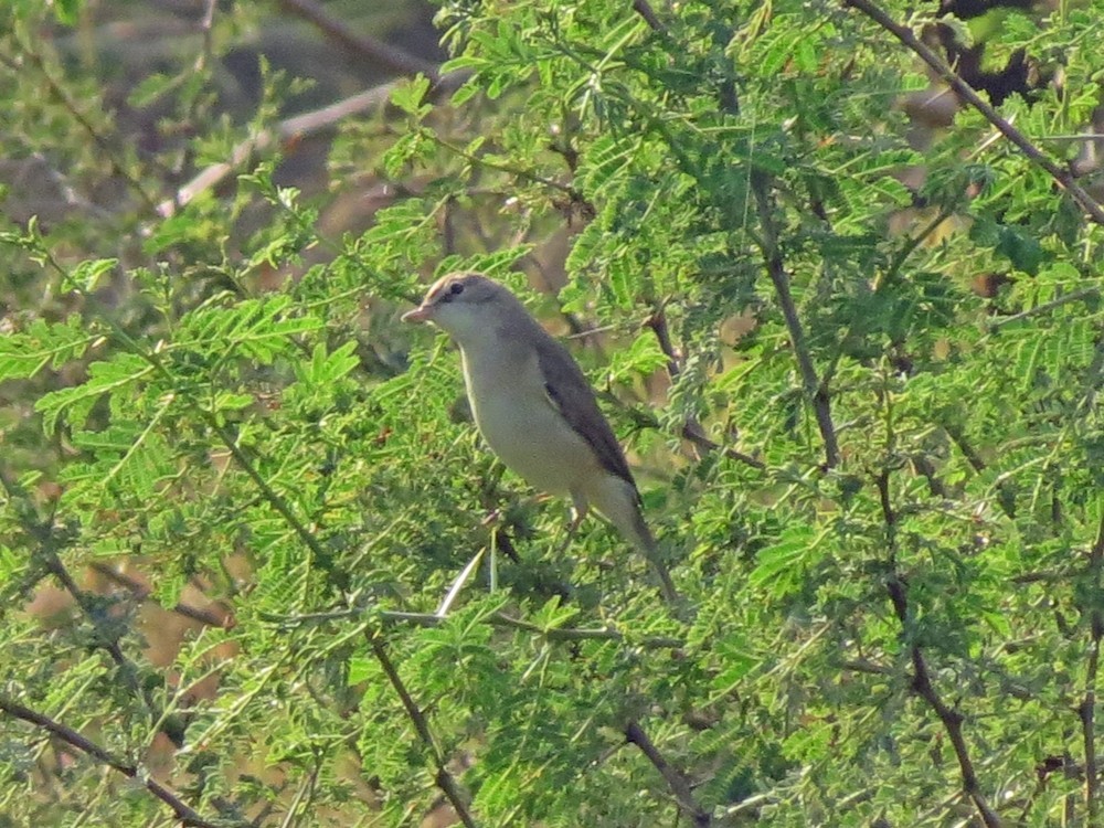 Blyth's Reed Warbler - Coimbatore Nature Society