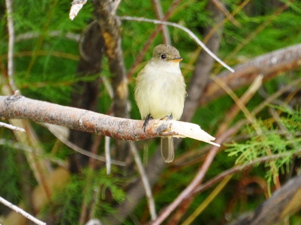 Willow Flycatcher - Merryl Edelstein