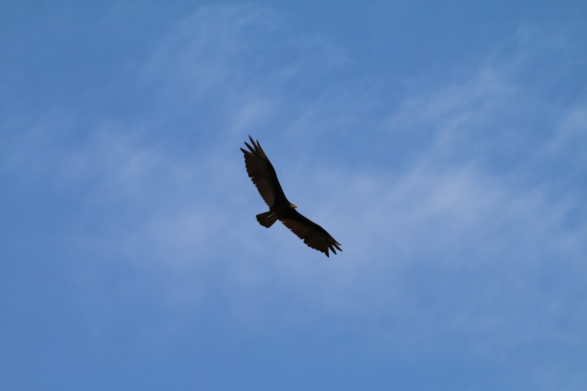 Lesser Yellow-headed Vulture - ML579490561