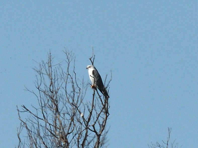 Black-winged Kite - ML579491351