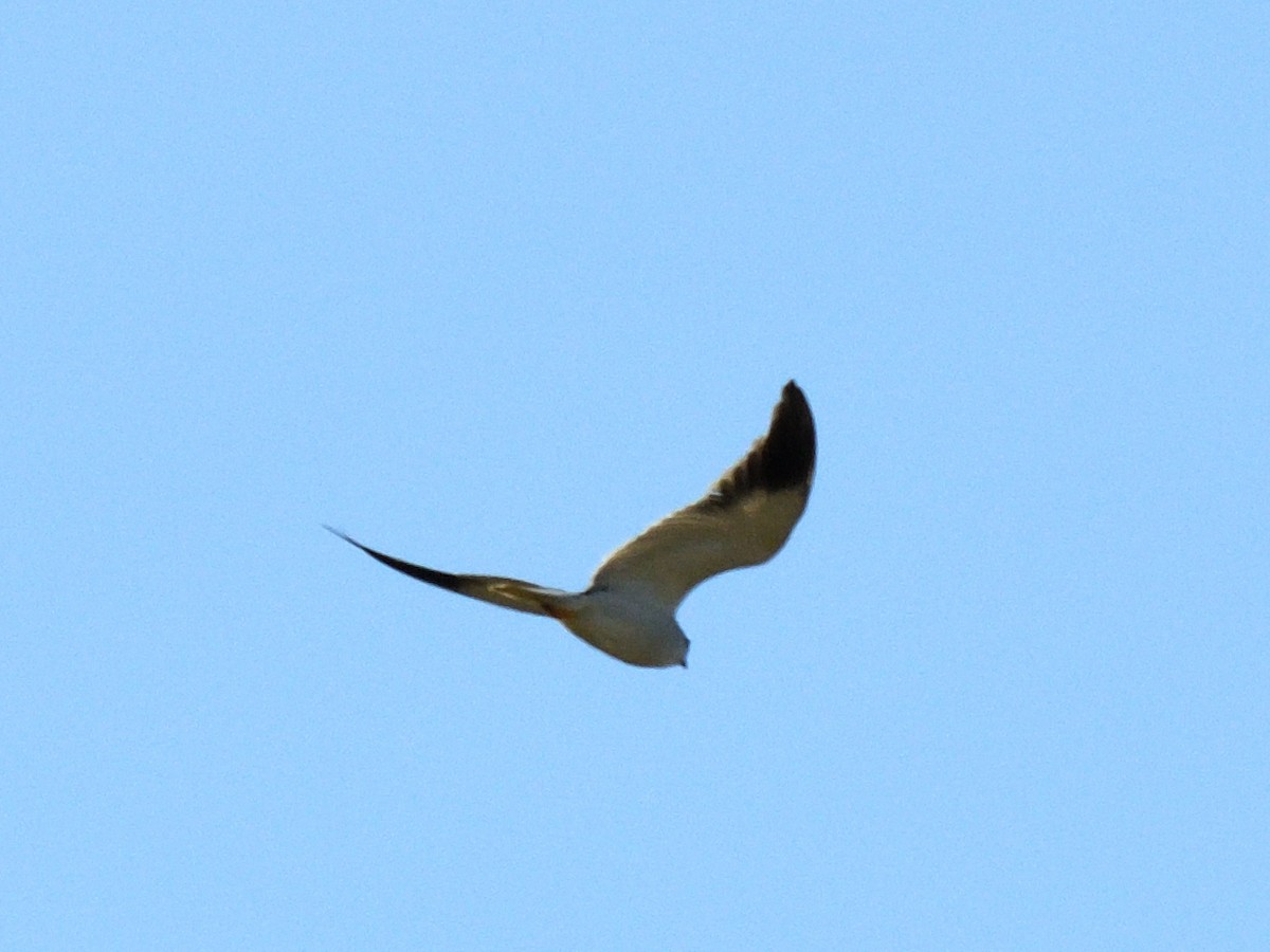 Black-winged Kite - ML579491361