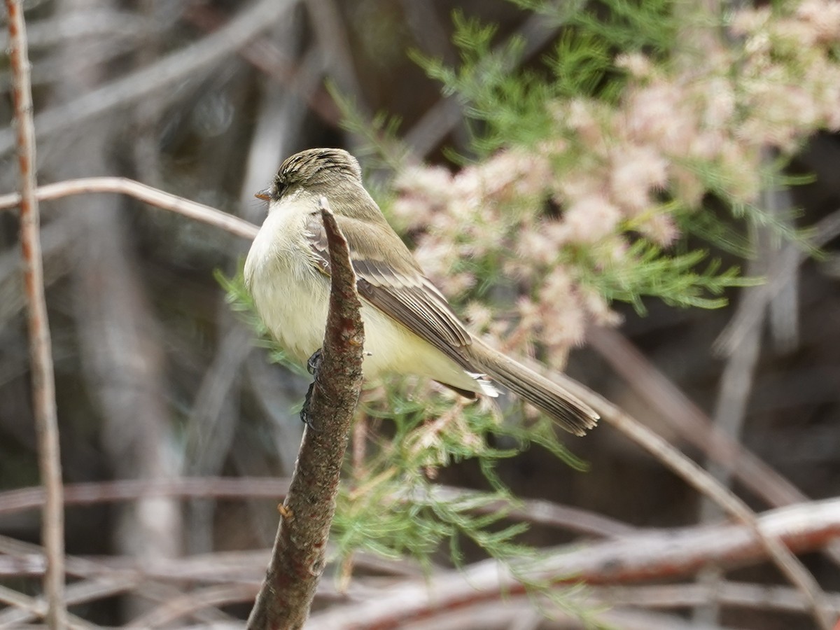 Willow Flycatcher - Merryl Edelstein