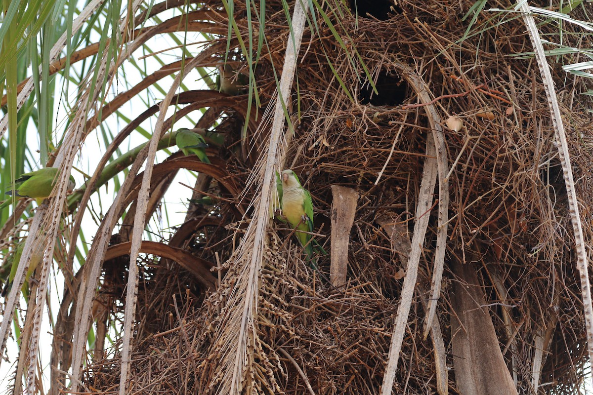 Monk Parakeet - ML579491971