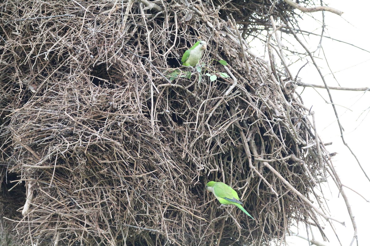 Monk Parakeet - ML579492001