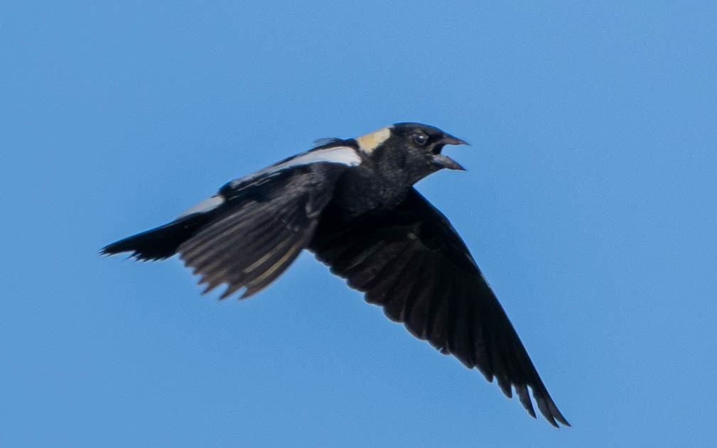 Bobolink - ML579492861