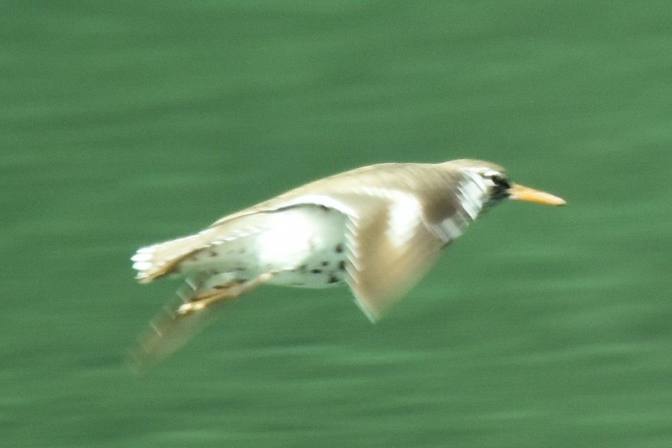 Spotted Sandpiper - ML579493691