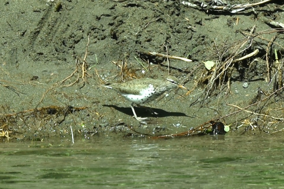 Spotted Sandpiper - ML579493701