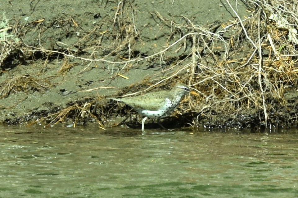 Spotted Sandpiper - ML579493761