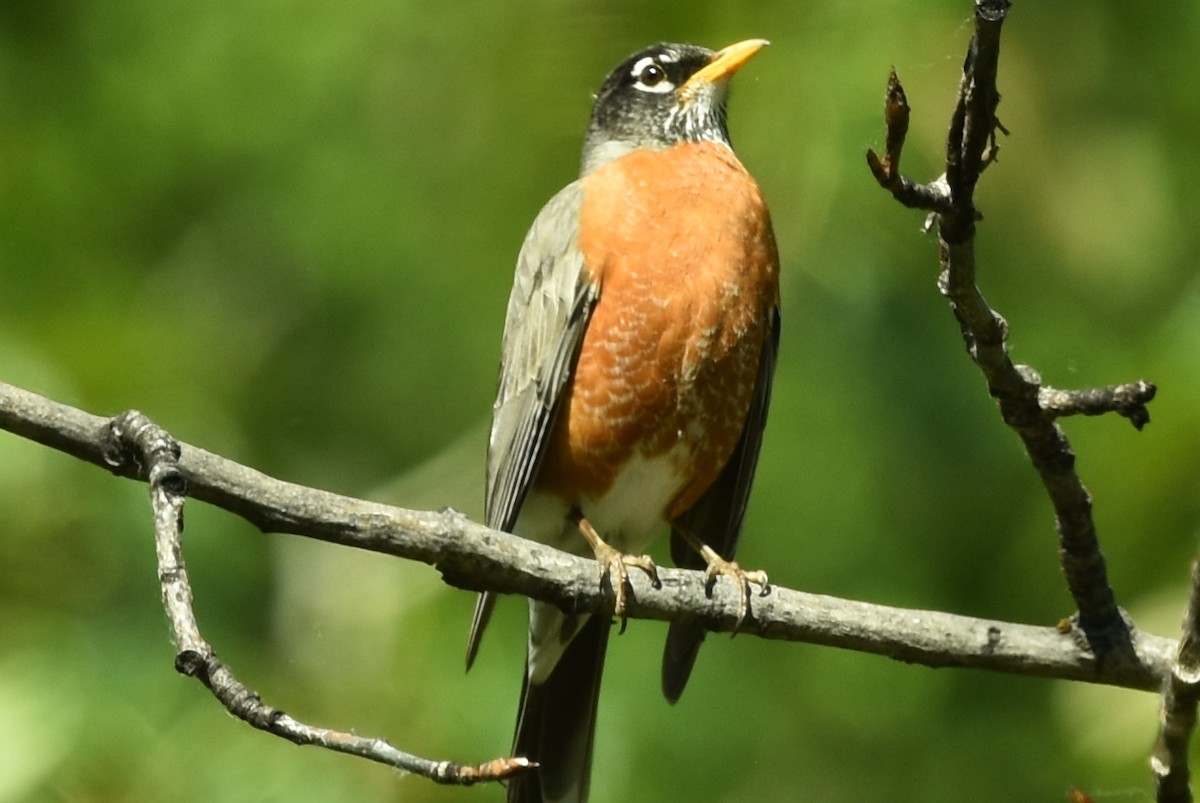 American Robin - ML579493811