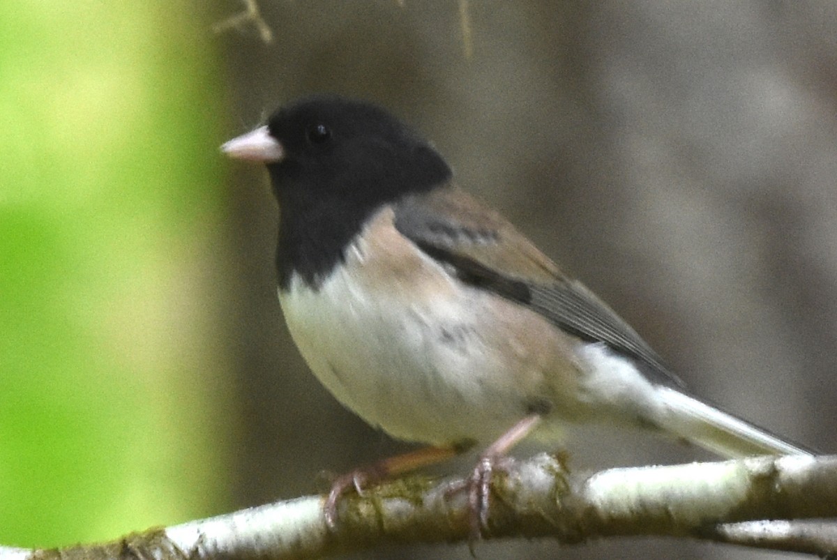 Dark-eyed Junco - ML579493841