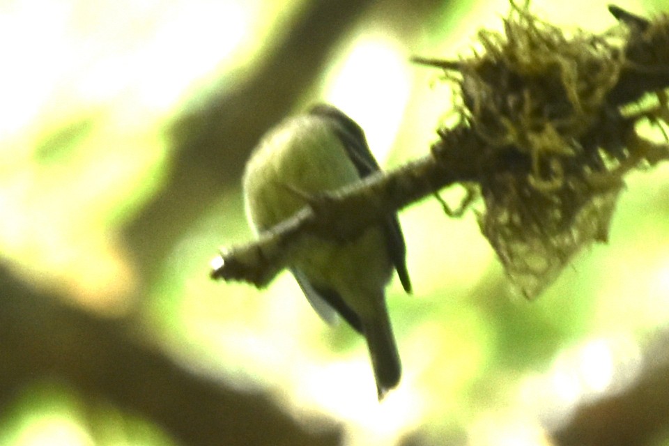 Western Flycatcher (Pacific-slope) - ML579494051