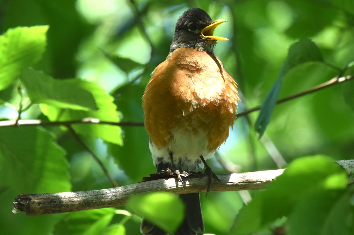 American Robin - ML579494091