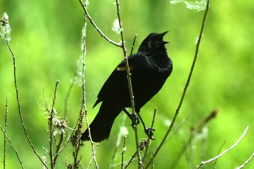 Red-winged Blackbird - ML579494151