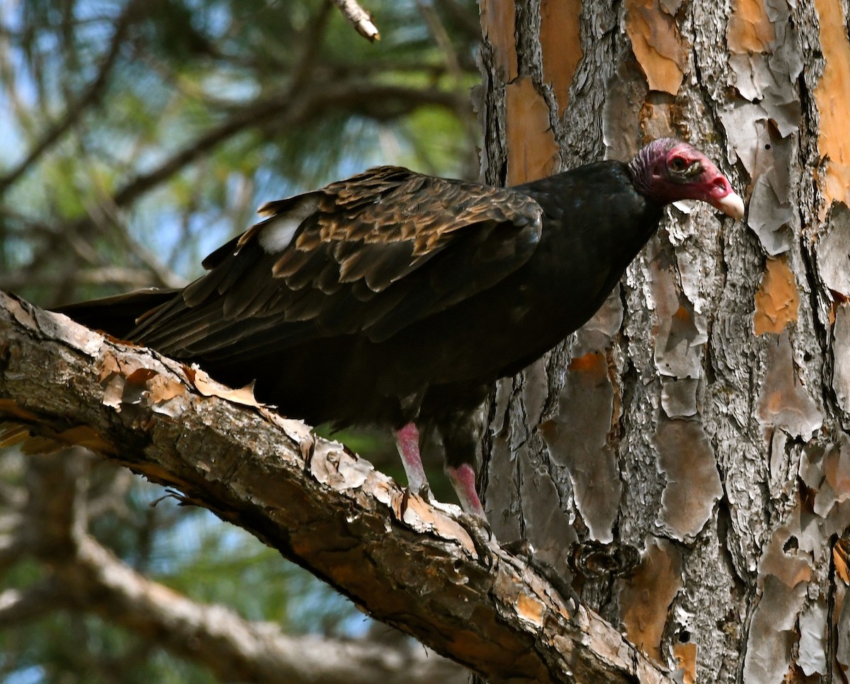 Urubu à tête rouge - ML57949431