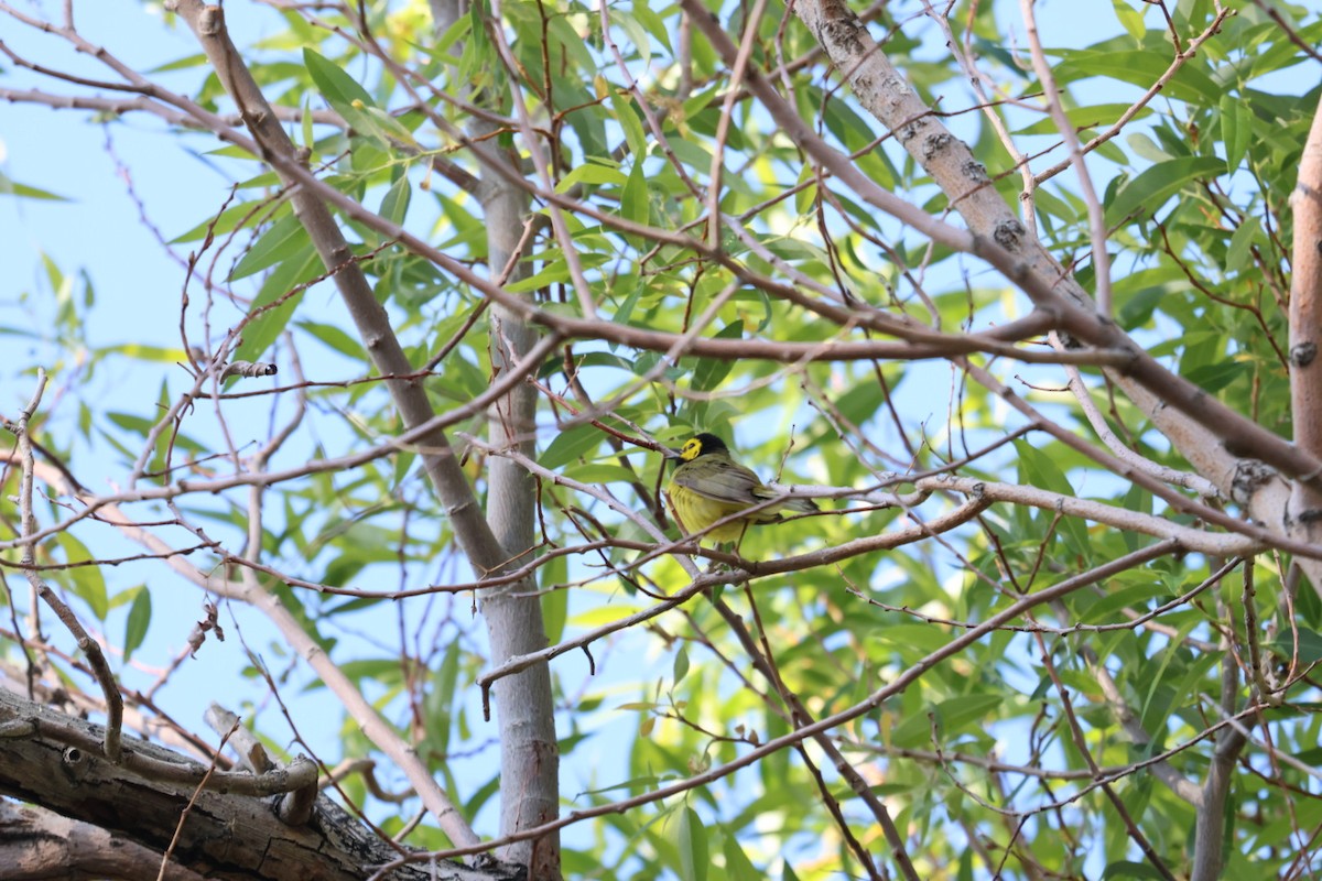 Hooded Warbler - ML579494711