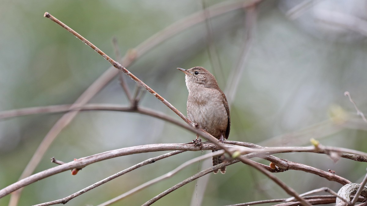 House Wren - ML57949621