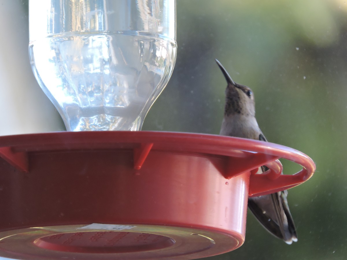 hummingbird sp. - Melody Walsh