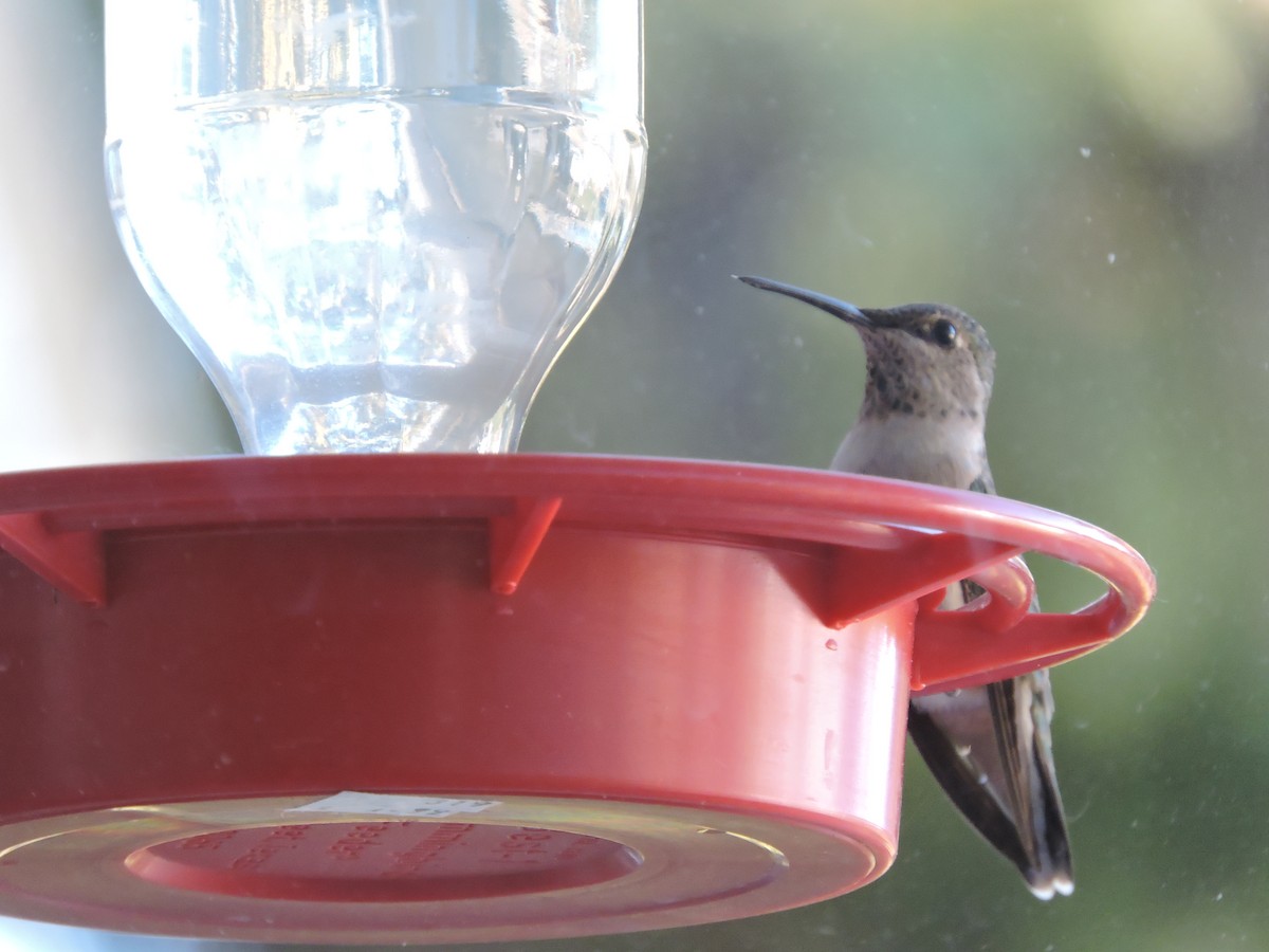 hummingbird sp. - Melody Walsh