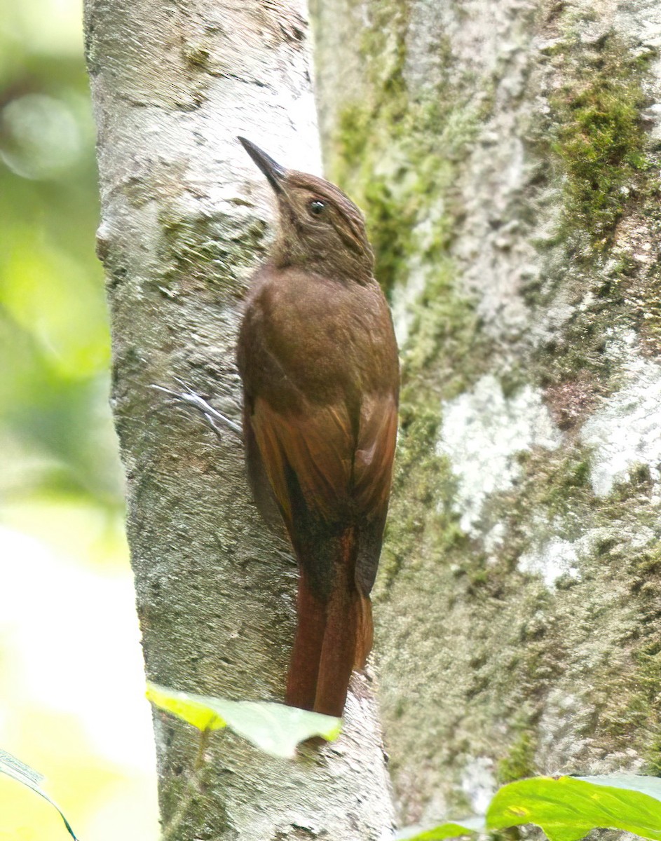 Tawny-winged Woodcreeper - ML579497841