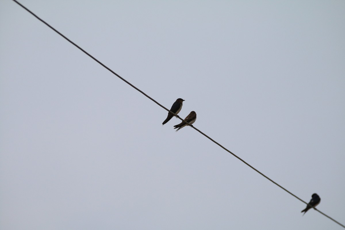 ML579498141 - Gray-breasted Martin - Macaulay Library