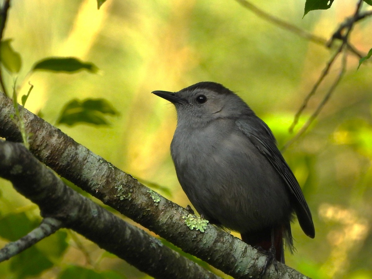 Gray Catbird - ML579498571