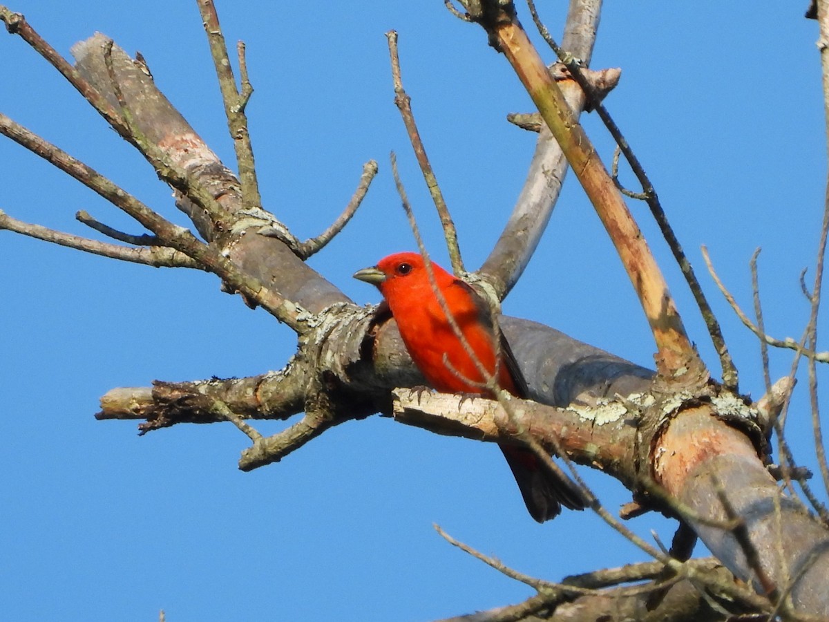 Scarlet Tanager - ML579498751