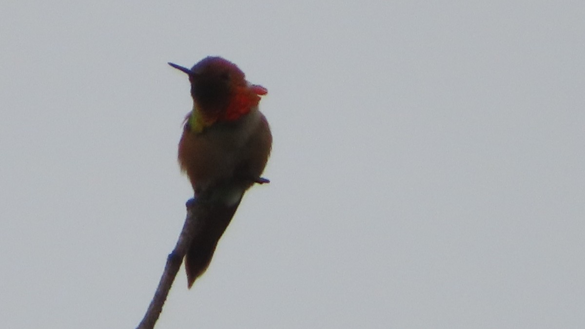 Rufous Hummingbird - ML579500051