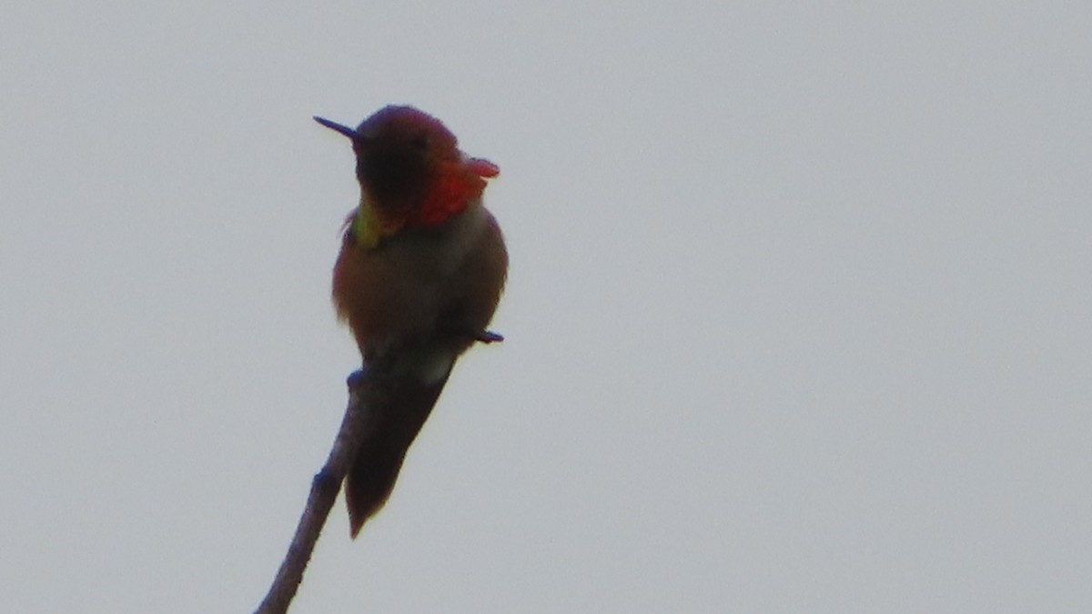 Colibrí Rufo - ML579500051