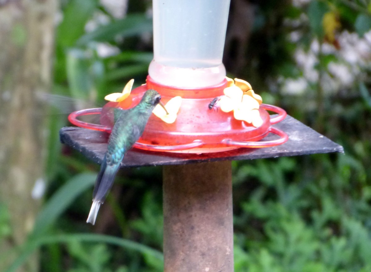 kolibřík šedobřichý - ML579500801