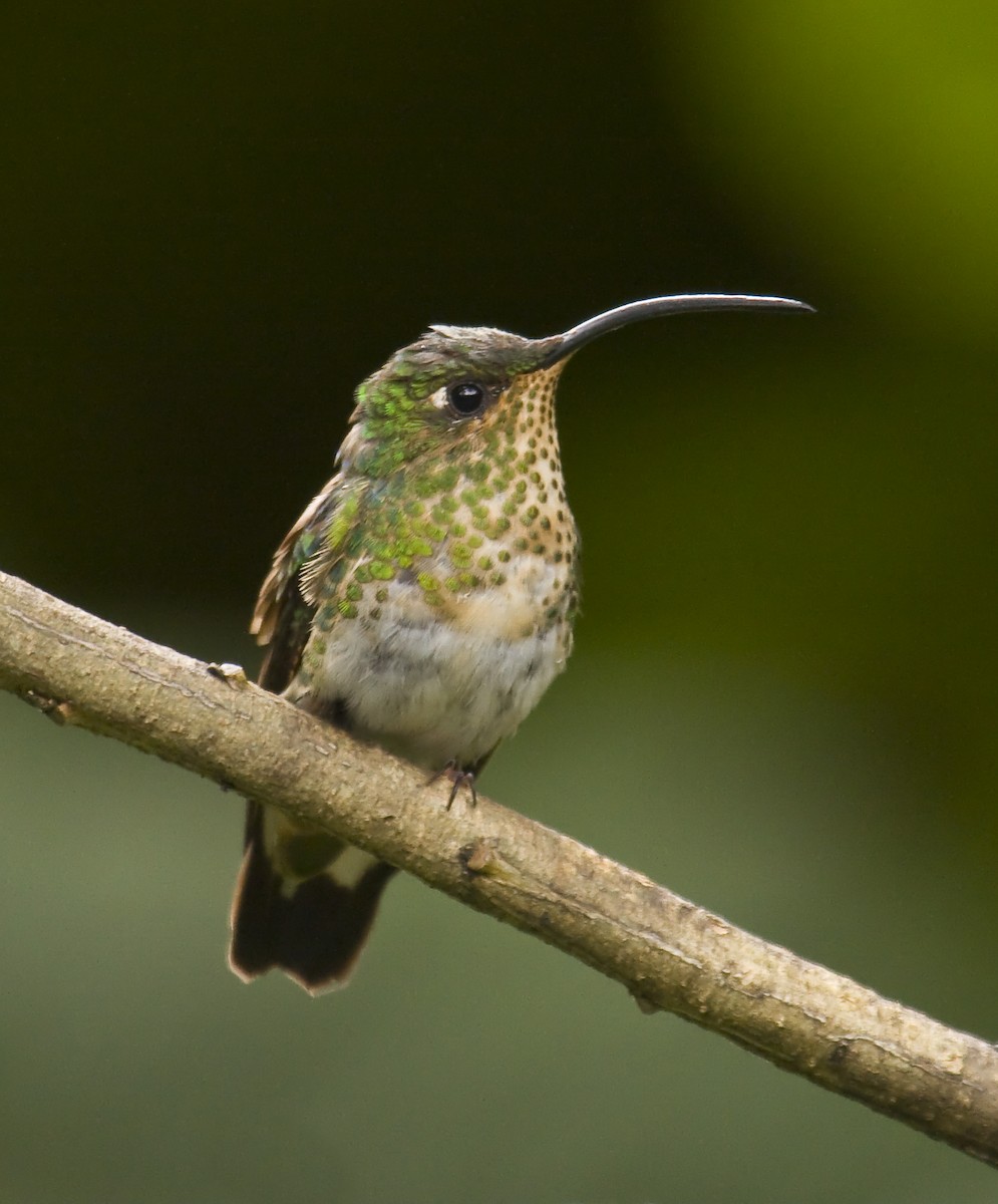 kolibřík aksamitový - ML579501361