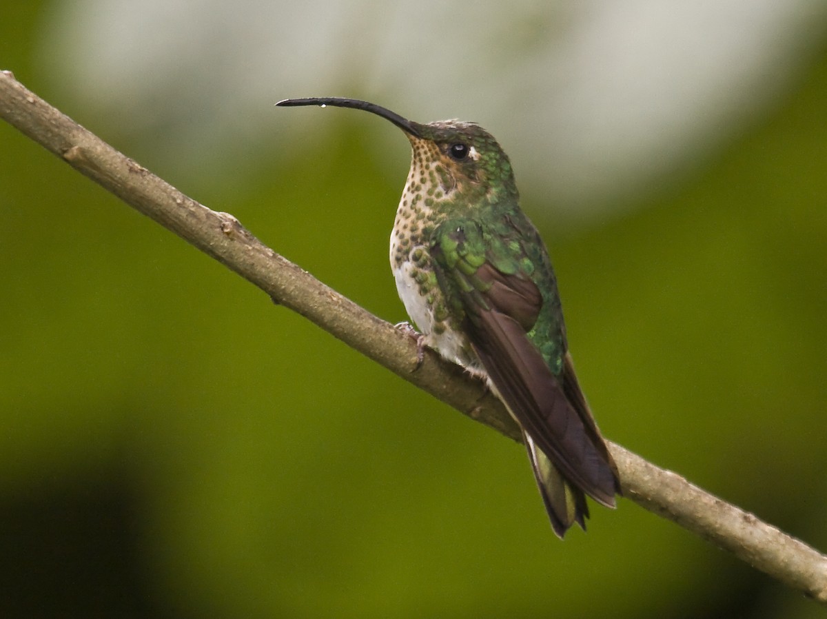 kolibřík aksamitový - ML579501371