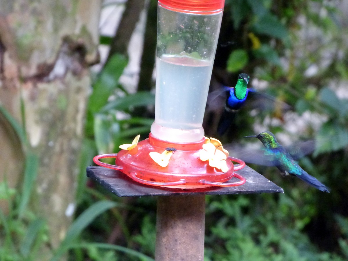 kolibřík nymfový - ML579501941
