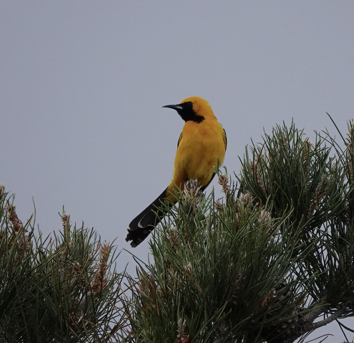 Hooded Oriole - ML579502991