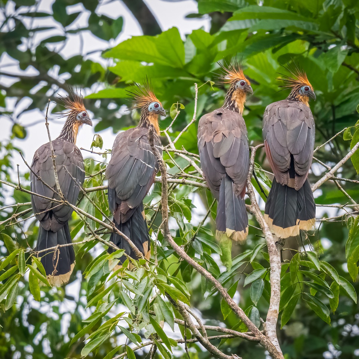 Hoatzin - ML579503611