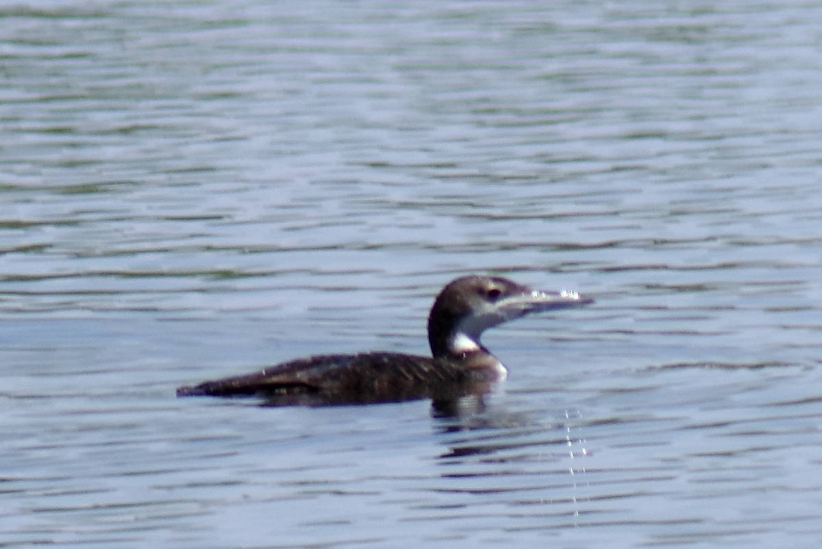 Common Loon - ML579504021