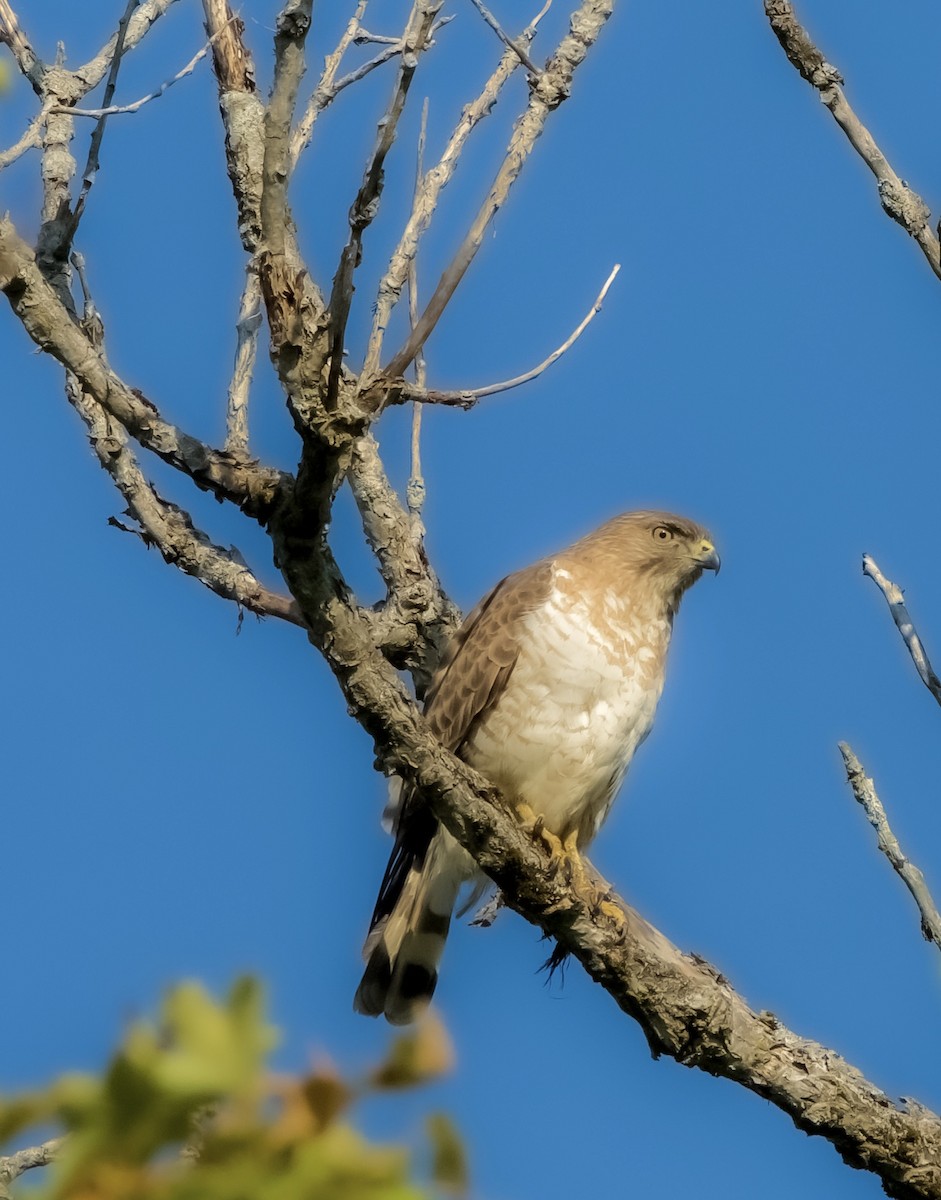 Broad-winged Hawk - ML579504201